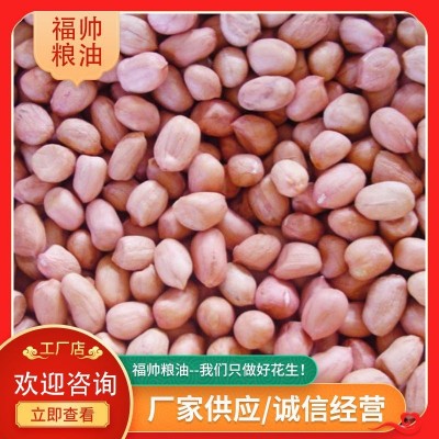 青岛厂家生产批发生花生米 食用级生花生 欢迎询问