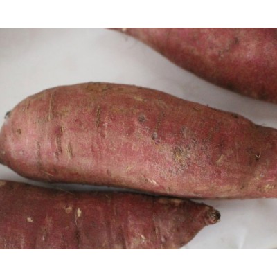 红心红薯批发 流油蜜薯 个头大 烤地瓜专用烟薯 易剥皮