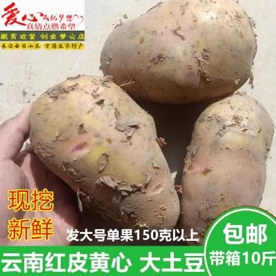 土豆新鲜大土豆红皮黄心云南农家自种新鲜蔬菜马铃薯大号洋芋10斤