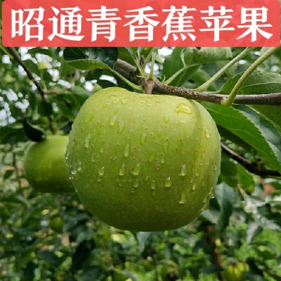 云南昭通青香蕉苹果小青香蕉青苹果水果新鲜10斤装当季整箱脆甜