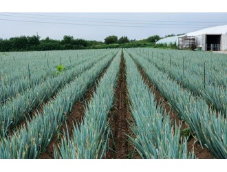 西咸新区：大葱种植产业化 助力新区农业发展