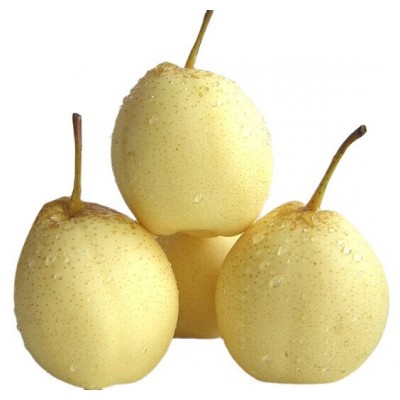 厂家常年供应新梨7号 pear 欢迎选购 价格美丽