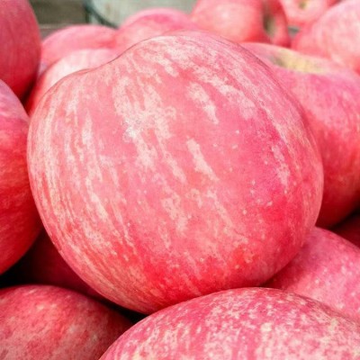 膜袋红富士苹果基地销售红富士苹果红富士苹果价格