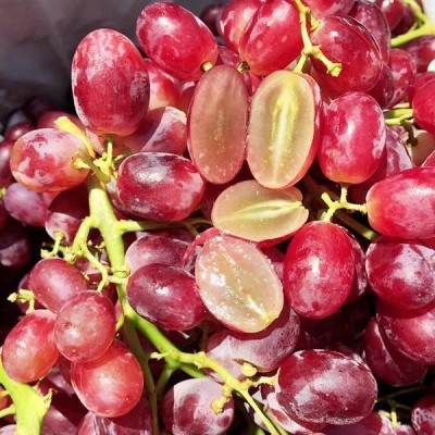 红乳葡萄_爱博欣农业_红乳葡萄的种植技术