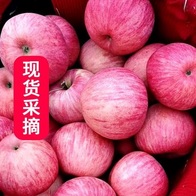 陕北洛川苹果