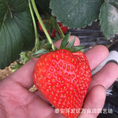 草莓苗、蓝田苗圃、草莓苗批发价格