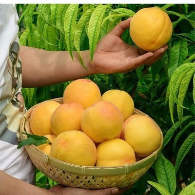 云南黄桃苗多少钱-乐康水果种植场-炎陵黄桃苗多少钱