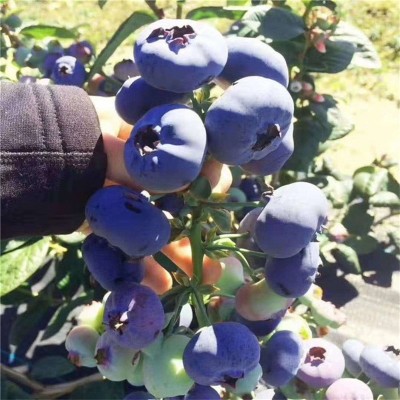 板栗苗，蓝莓苗|泰安蓝丰园艺场 已认证 |蓝莓苗