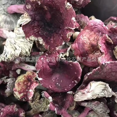 厂地直销 野生红菇 开菇级 云南特产食用红菇