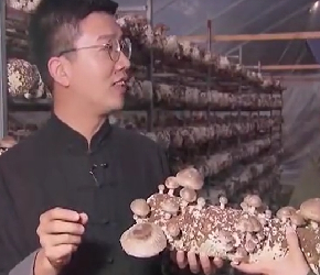 浙江庆元小哥用古法种植香菇，为村民铺就了一条致富路