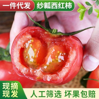 批发攀枝花米易沙瓤西红柿新鲜生吃果蔬番茄自然熟普罗旺斯西红柿