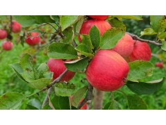 什么苹果树品种好？