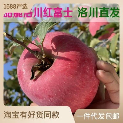 正宗洛川红富士苹果 新鲜水果洛川直发甜脆多汁洛川苹果 产地直发