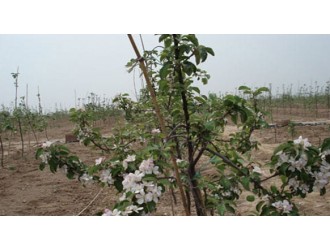 晚熟苹果苗新品种介绍