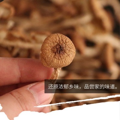 古田茶树菇500g茶树菇干货特产食用菌农产品新货批发不开伞茶树菇
