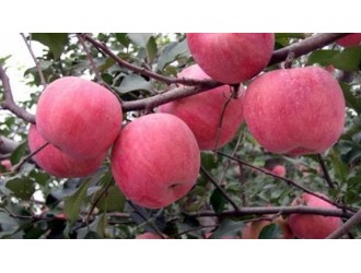 苹果着色的决定性因素有哪些？用钾肥好还是磷肥好呢？