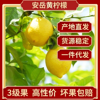 四川安岳柠檬鲜果批发 当季新鲜水果产地直发尤力克3级黄柠檬代发