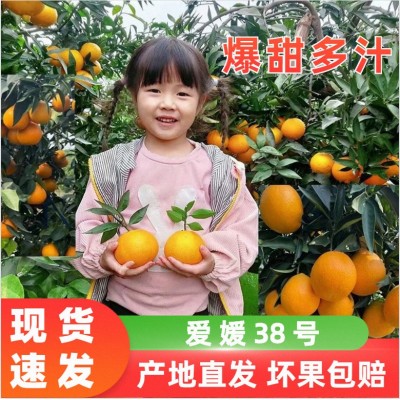 四川直供爱媛38号果冻橙红美人柑橘桔子手拨橙子当季新鲜水果10斤