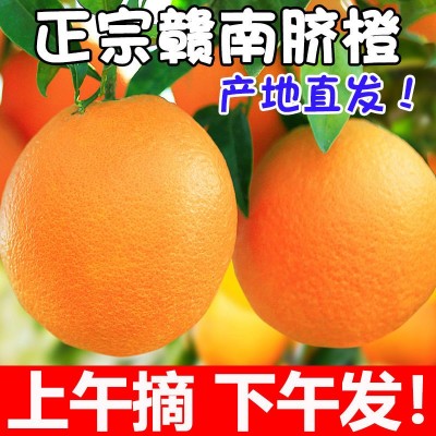 江西省赣州市寻乌县赣南脐橙新鲜采摘现採现发应季水果橙子皮薄多