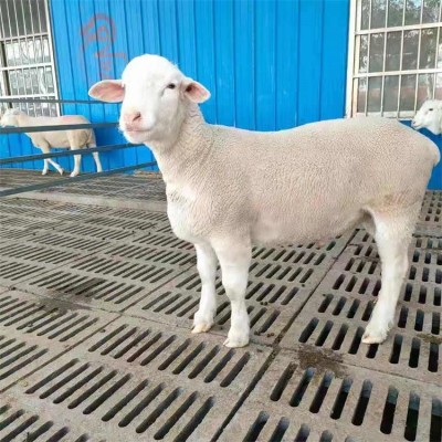 散养成年澳洲白绵羊 杂交肉羊脱温羊羔 生长健壮
