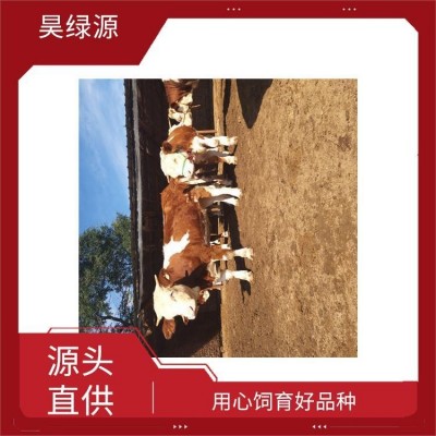 改良西门塔尔牛小母牛适应性强 出肉率高 瘦肉产量高