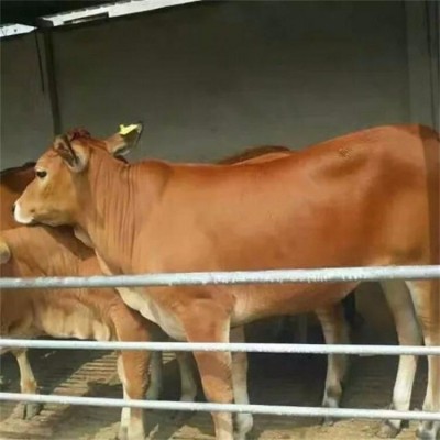 繁殖育肥利木赞牛 肉质紧实 抵抗能力强 军丽养殖场