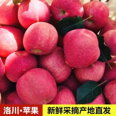 陕西洛川红富士苹果现摘现发应季孕妇水果脆甜多汁果产地一件代发