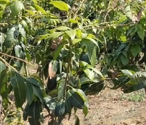 陌农帮农业技术课堂第二十三期——芒果树的修枝整形讲解