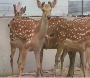双阳梅花鹿养殖技术（上）—养殖前的准备、种鹿挑选、生育母鹿