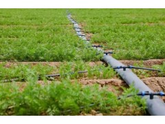 调整农业种植结构 发展高效节水农业