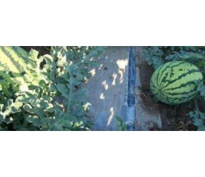 农业种植技术，西瓜怎么种不重茬的方法