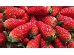什么品种的草莓最甜最好吃？