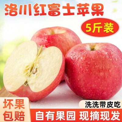 应季生鲜水果洛川红富士冰糖心苹果5/9斤包邮现摘多汁脆甜苹果