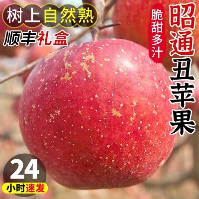 发现昭通现季云南新鲜红富士整箱应当丑苹果冰糖心摘水果