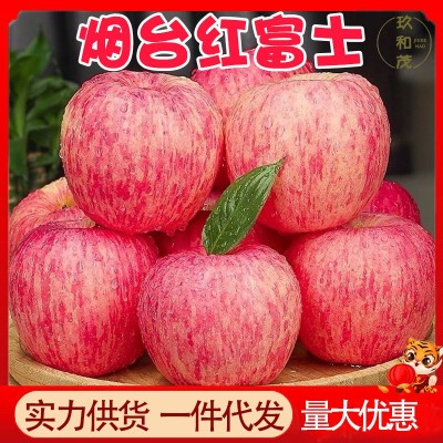 正宗山东烟台红富士10斤一件代发苹果水果新鲜栖霞脆甜平果5批发