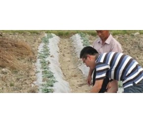 农业种植技术，西瓜怎么种不重茬的方法