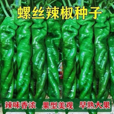 四季种植高产巨型陇椒特大螺丝椒蔬菜籽种子孑苗龙椒辣椒种苗基地