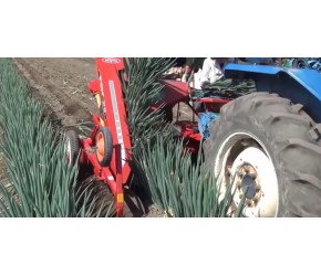 大葱种植技术视频，现代农业：大葱的种植与收获